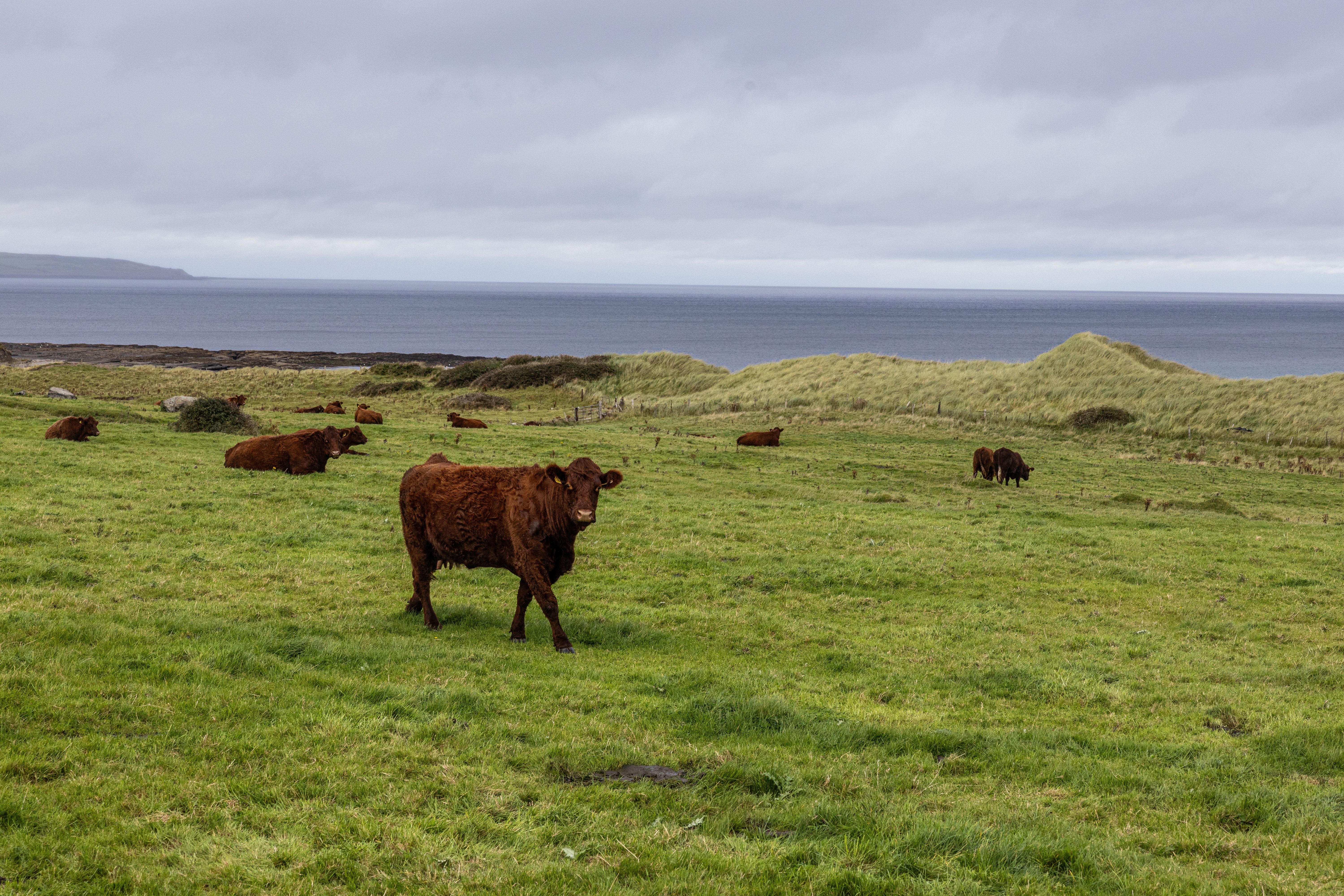 I plan cheap holidays for a living — here's how to visit Ireland on a budget — Photo by Phil Evenden on Pexels
