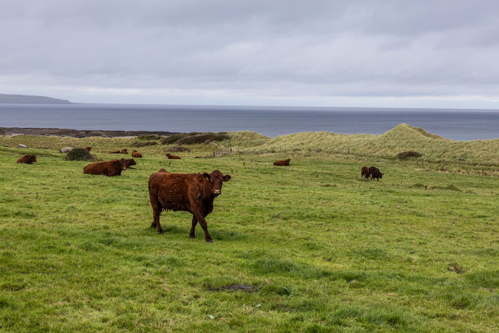 Brown cows grazing peacefully on green pastures by the ocean in Sligo, Ireland