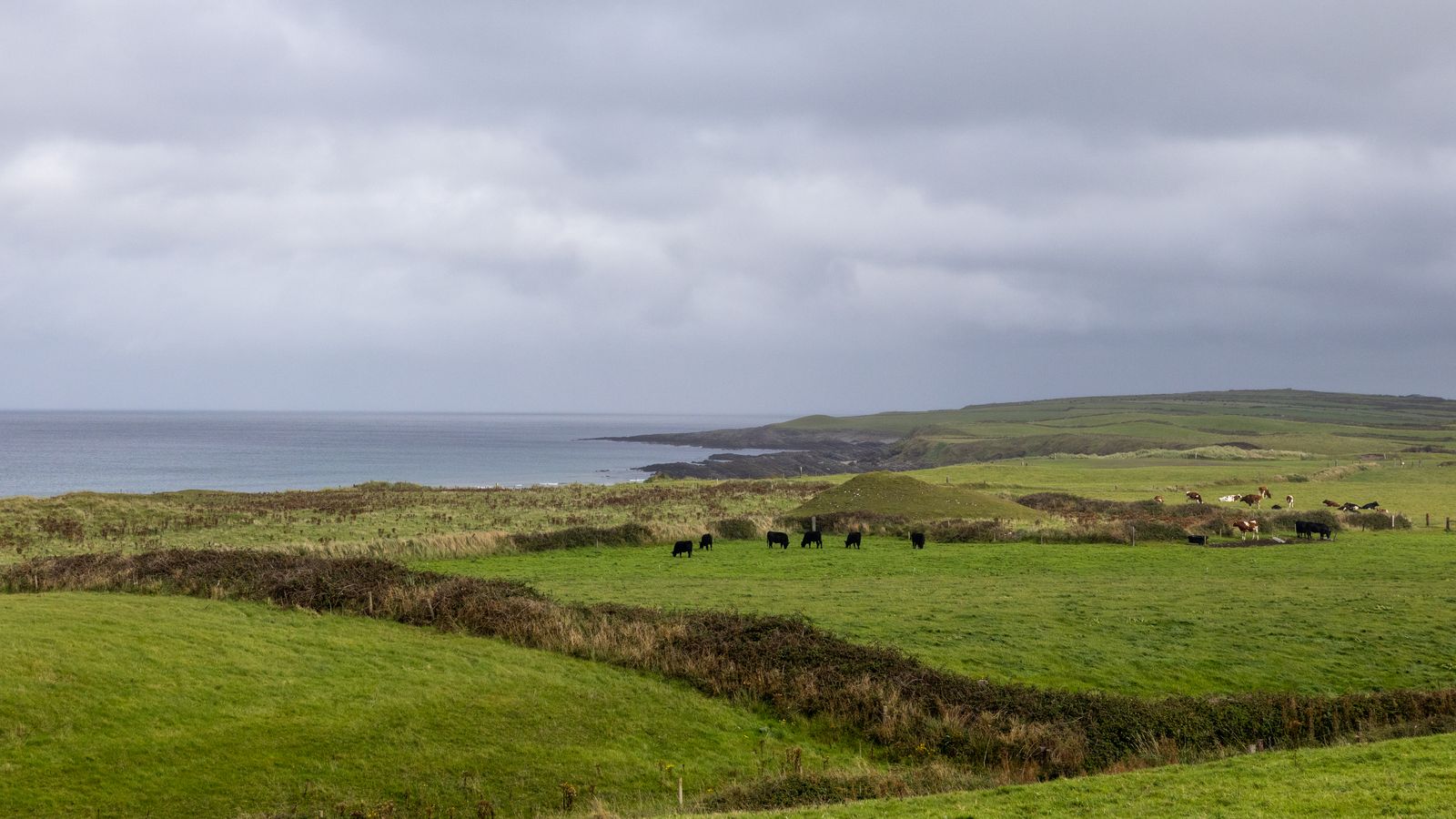 View of Sligo's green fields with grazing cows and distant ocean horizon