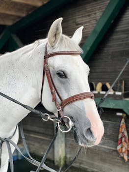 A detailed close-up of a white horse with a bridle indoors, serene and majestic.