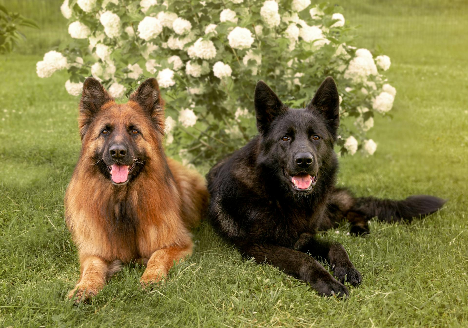 Des bergers allemands se reposent dans l'herbe