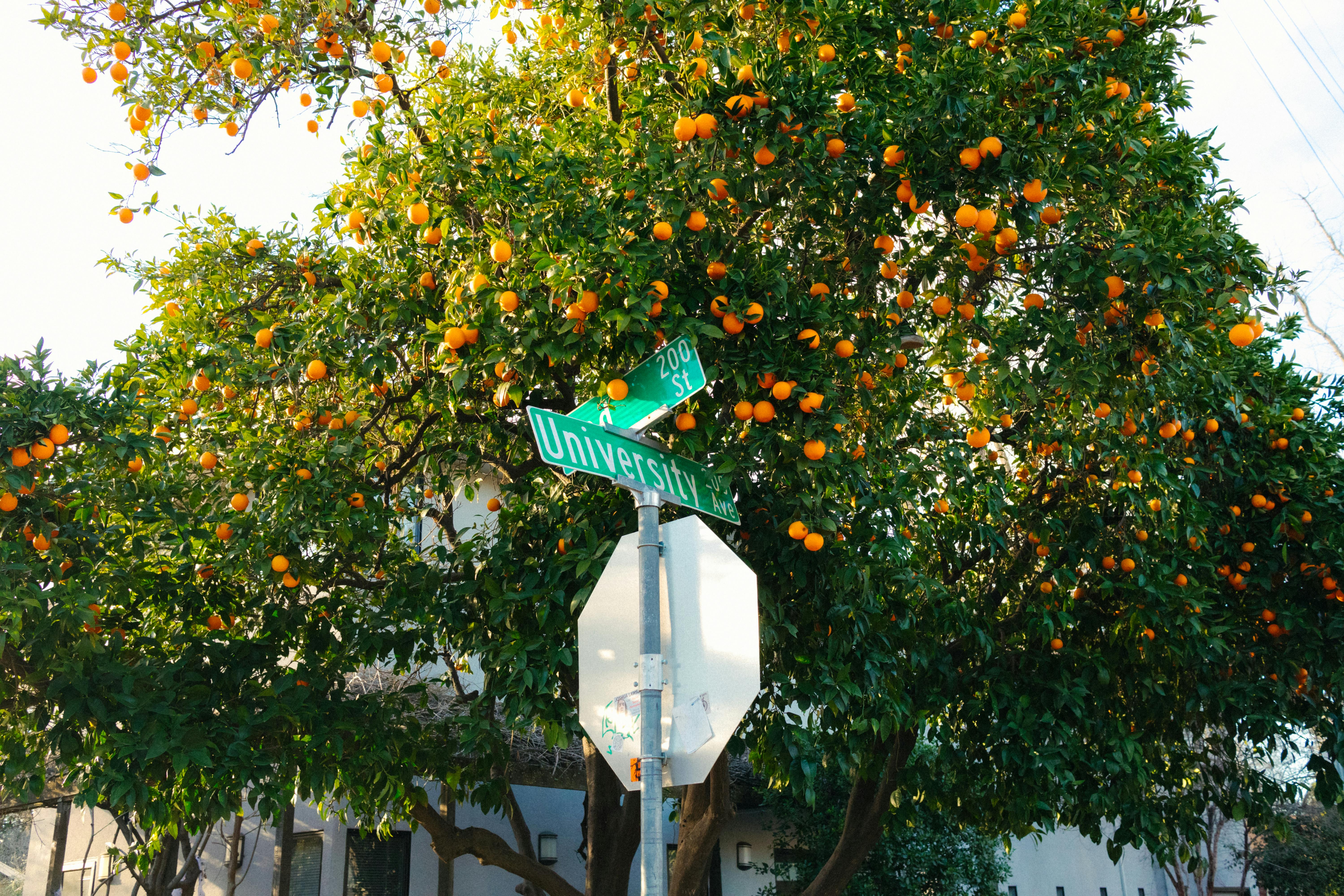 Orange Tree by University Avenue in Davis