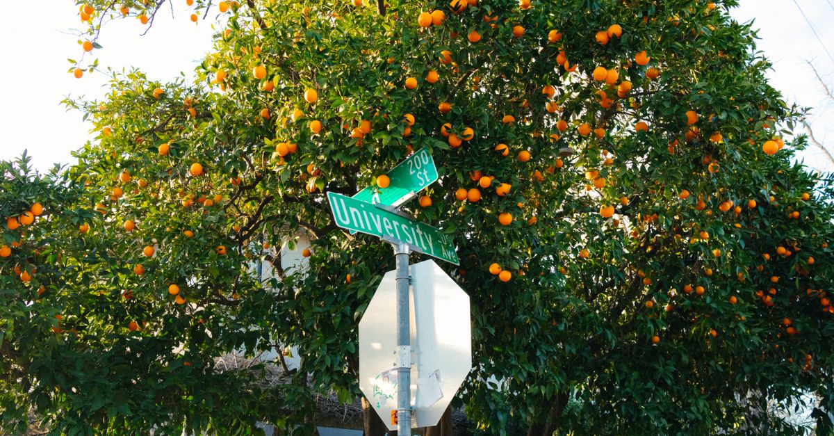 Vibrant orange tree with street signs on University Avenue, Davis, CA.