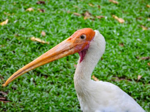 Free Detailed image of a Painted Stork (Mycteria leucocephala) in a lush green environment. Stock Photo