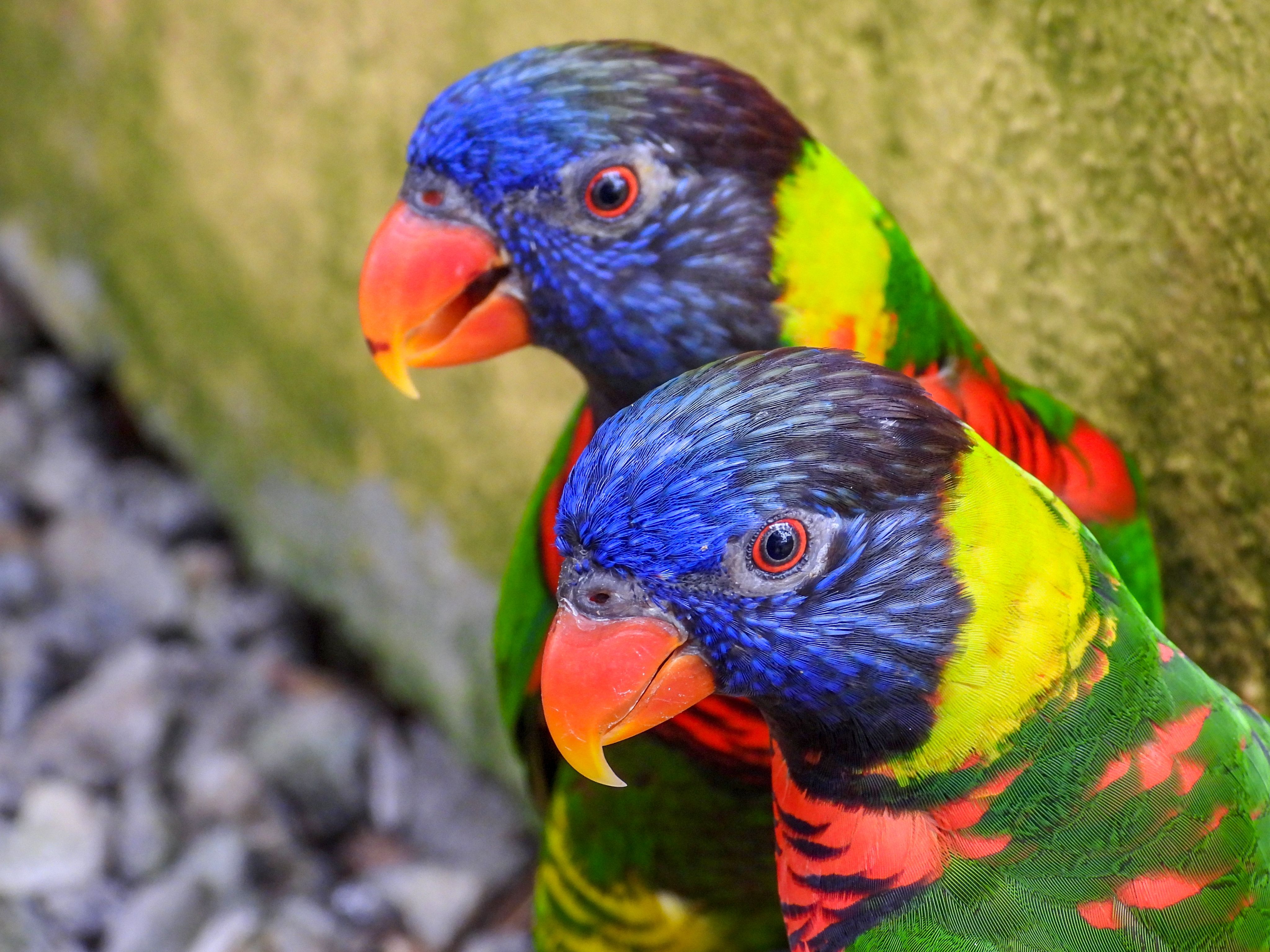Colorful rainbow lorikeets in vibrant plumage up close, showcasing their detailed feathers.