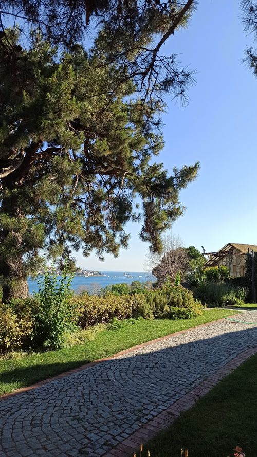 Free A scenic pathway under tall trees with a view of the coast on a sunny day. Stock Photo