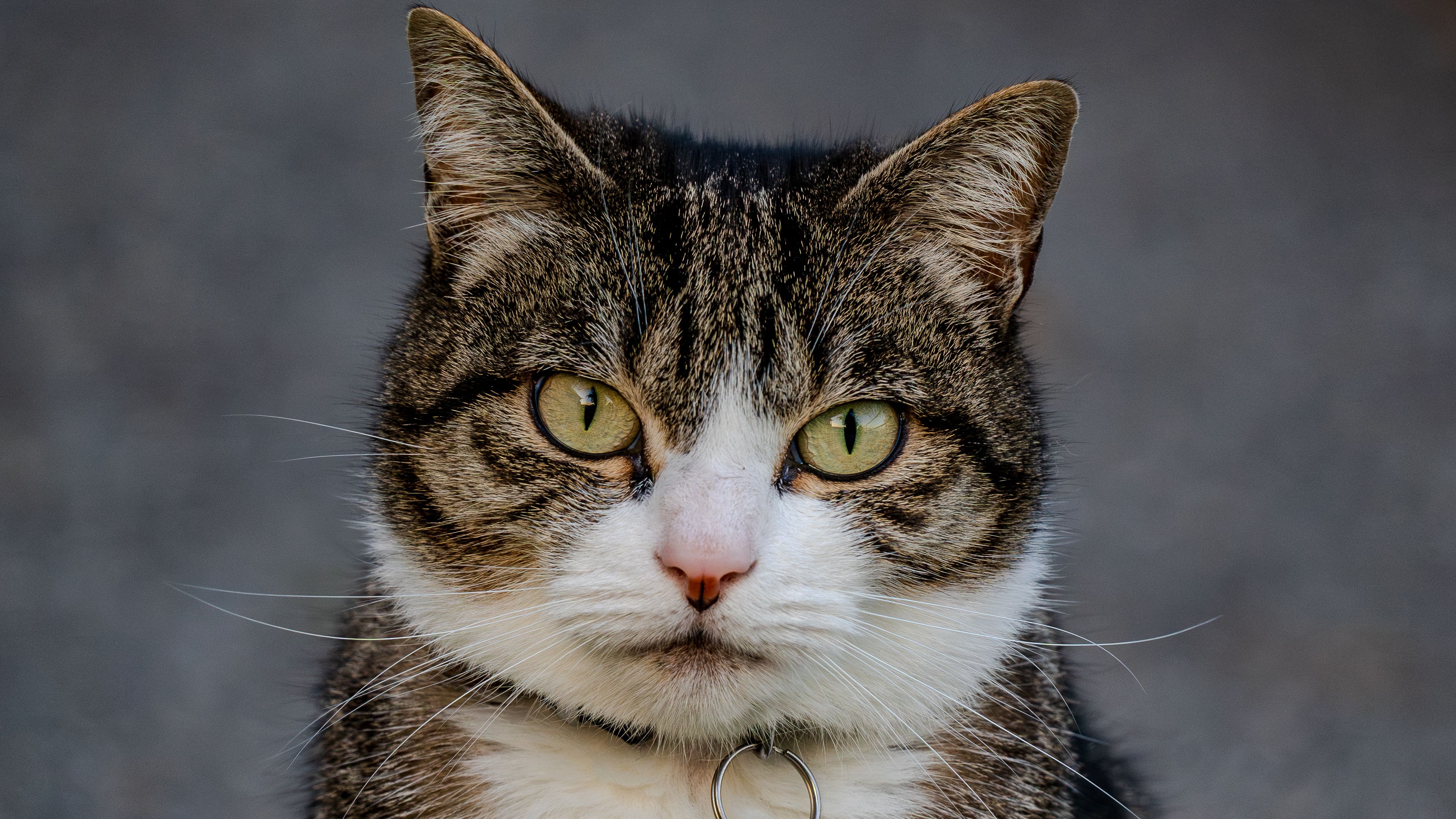 Grumpy Cat Photos, Download The BEST Free Grumpy Cat Stock Photos & HD ...