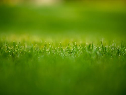 Free stock photo of detail, grass, lawn