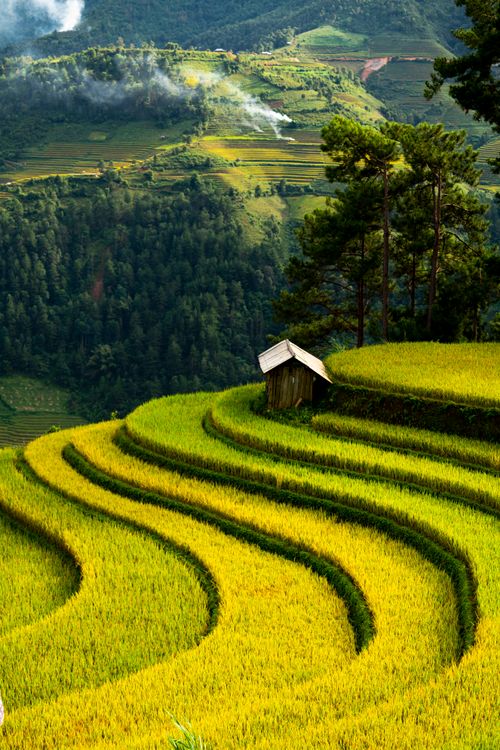 Free Beautiful terraced rice fields with a small hut nestled in a lush green valley, showcasing serene agricultural landscapes. Stock Photo