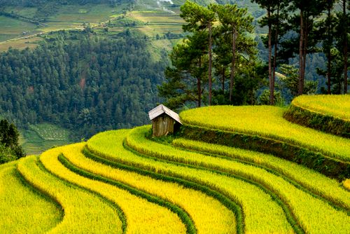 Free Stunning terraced rice fields with a wooden hut surrounded by lush green landscape. Stock Photo
