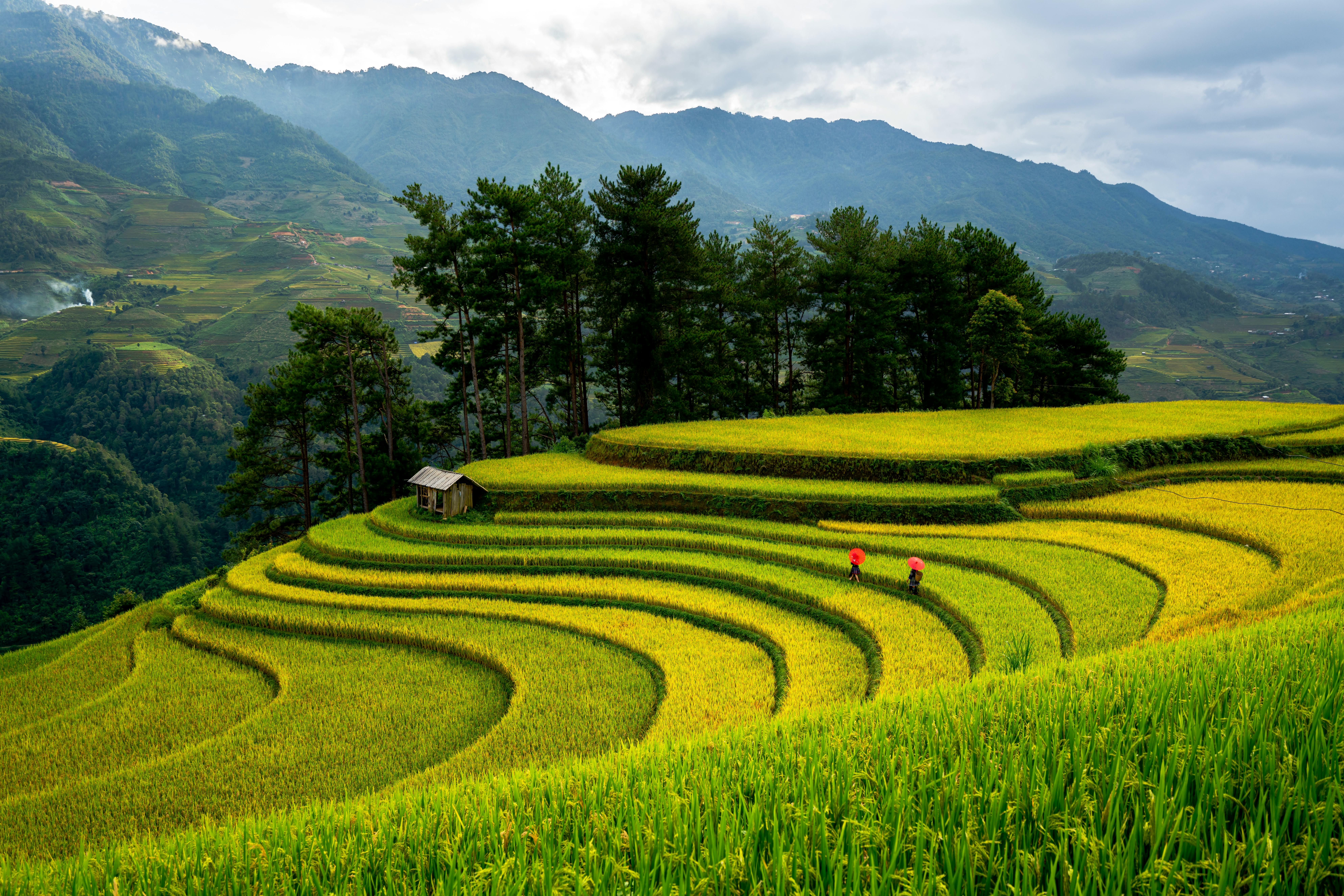 Beautiful terraced rice fields with vibrant greenery and mountains in the background.