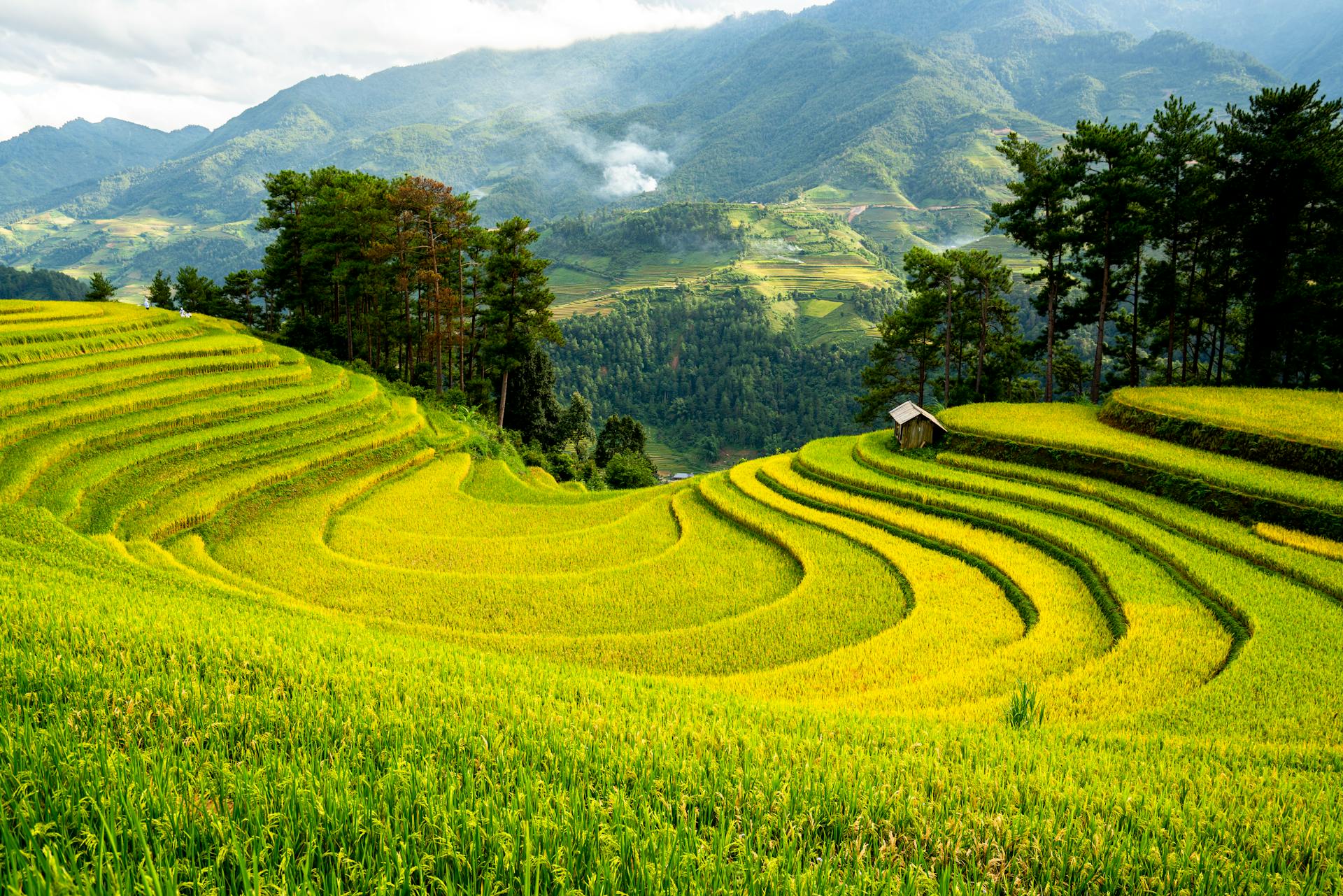 Stunning Terraced Rice Fields in Lush Landscape