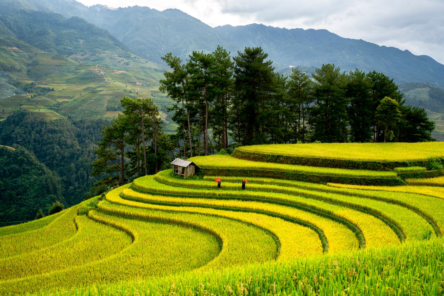 Beautiful view of rice terraces and mountains in a lush green valley with small hut and workers.