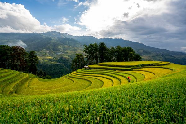 Agricultural fields in Maharashtra
