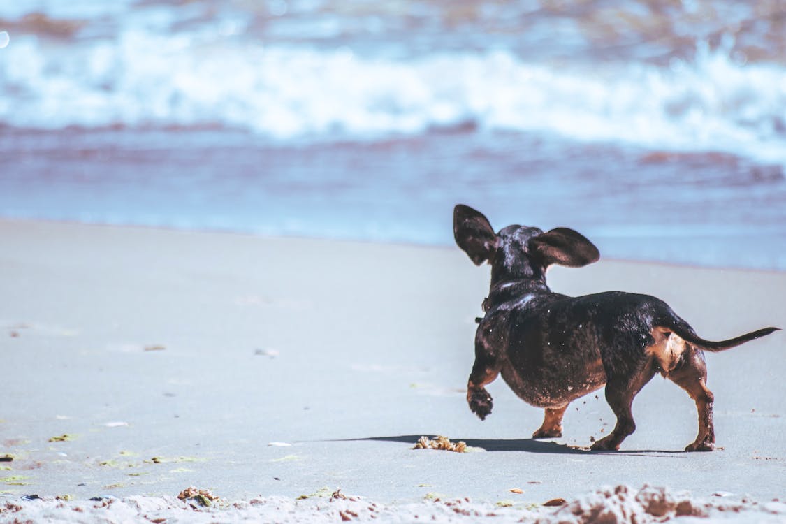 Free Black Chihuahua Walking on Seashore Stock Photo