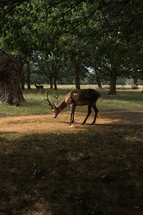 Free A Deer Under A Tree Stock Photo