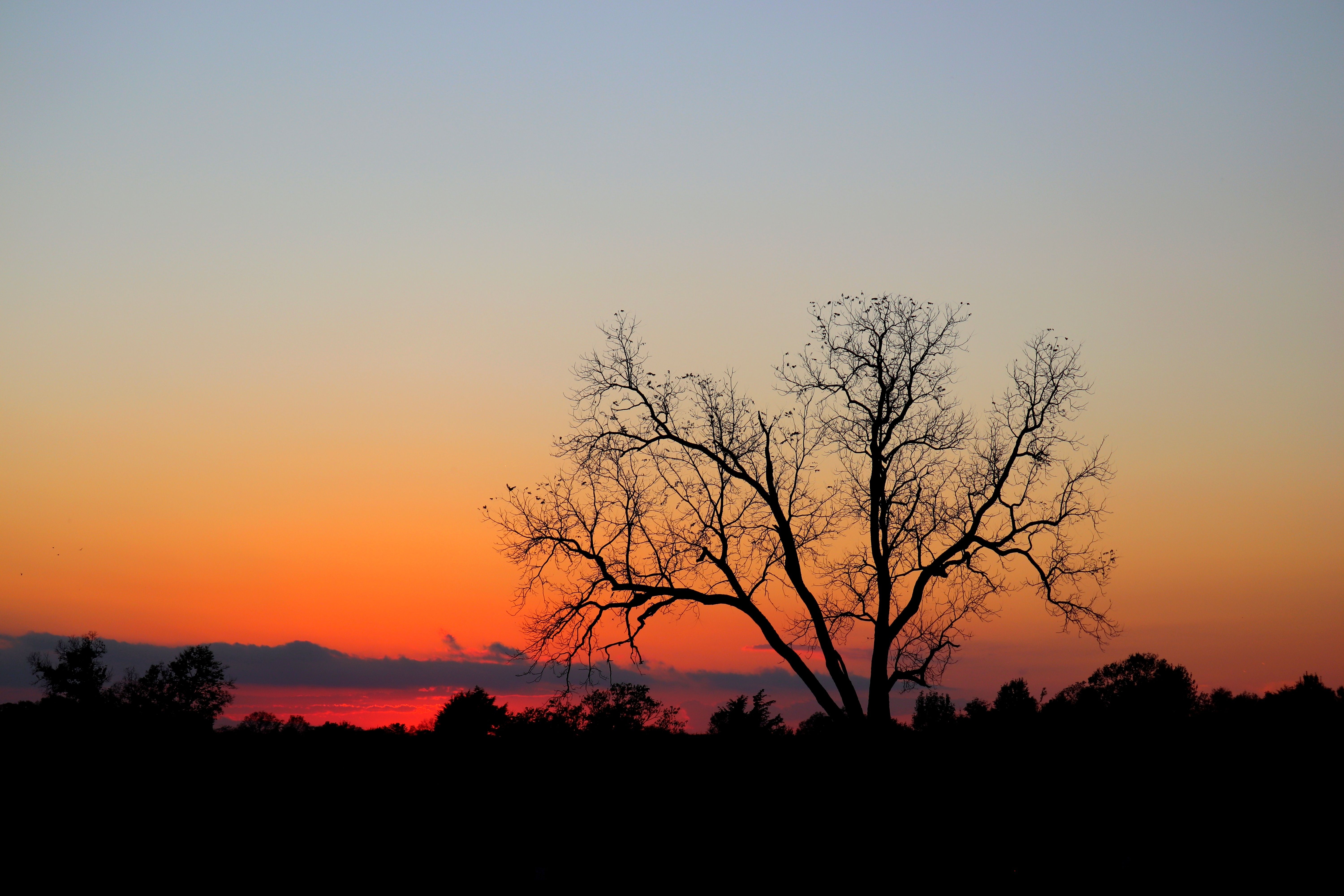 Serene Sunset with Silhouetted Tree · Free Stock Photo