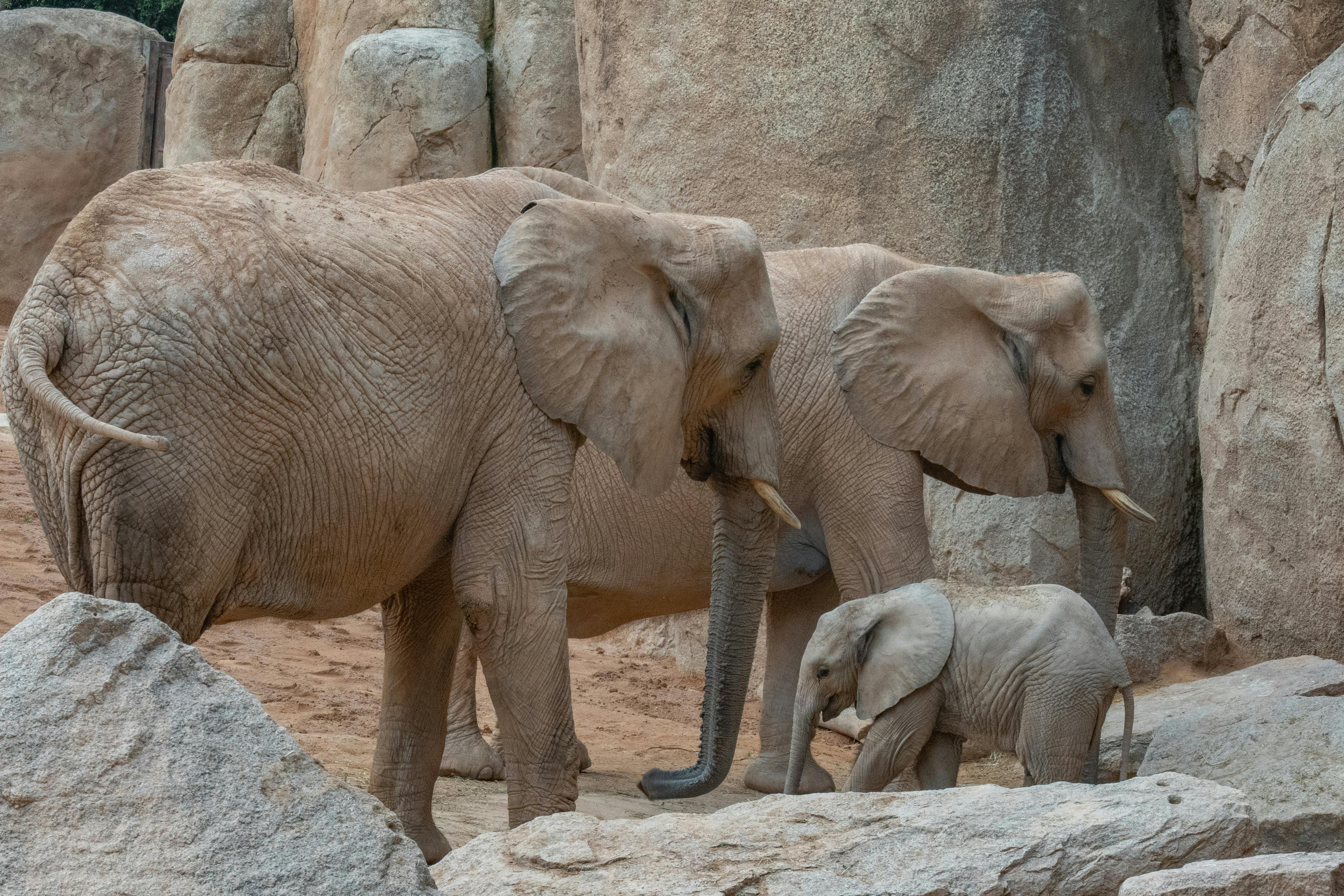 Family travel 5: Trips for animal lovers — Photo by Emilio Sánchez  Hernández on Pexels