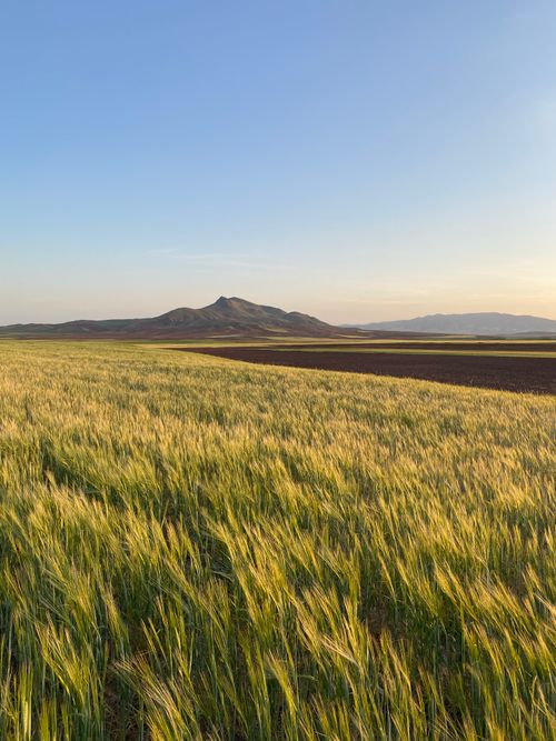 Free Peaceful field landscape with mountains in the background under a clear blue sky, during daytime. Stock Photo