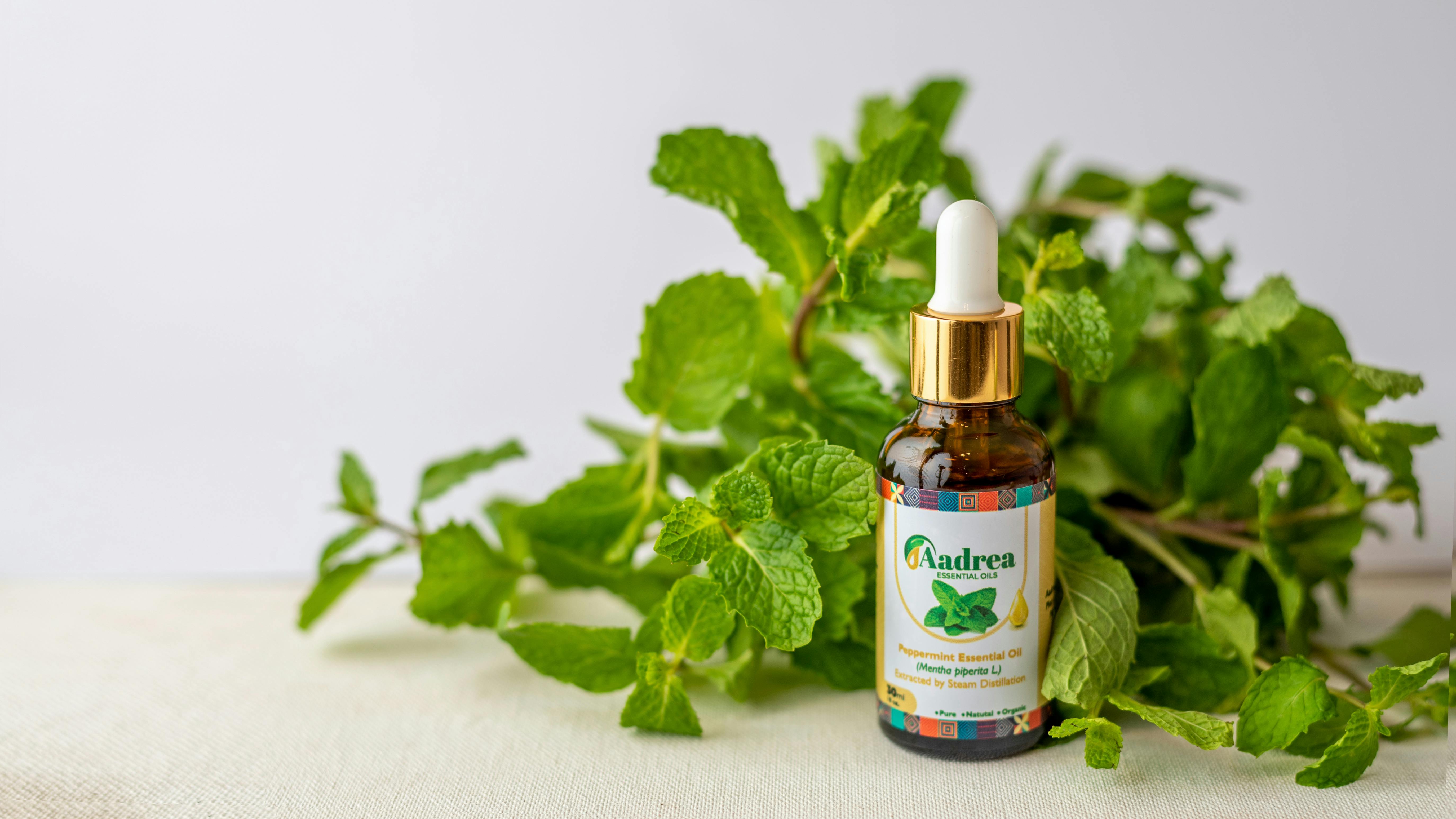 Free 30ml peppermint essential oil bottle propped against a peppermint branchlet Stock Photo