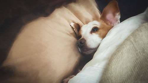 Free stock photo of bed, blankets, cuddle