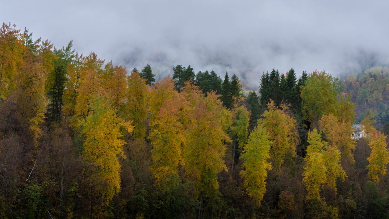 Norway Fall Mystical Autumn Forest in Norway · Free Stock Photo