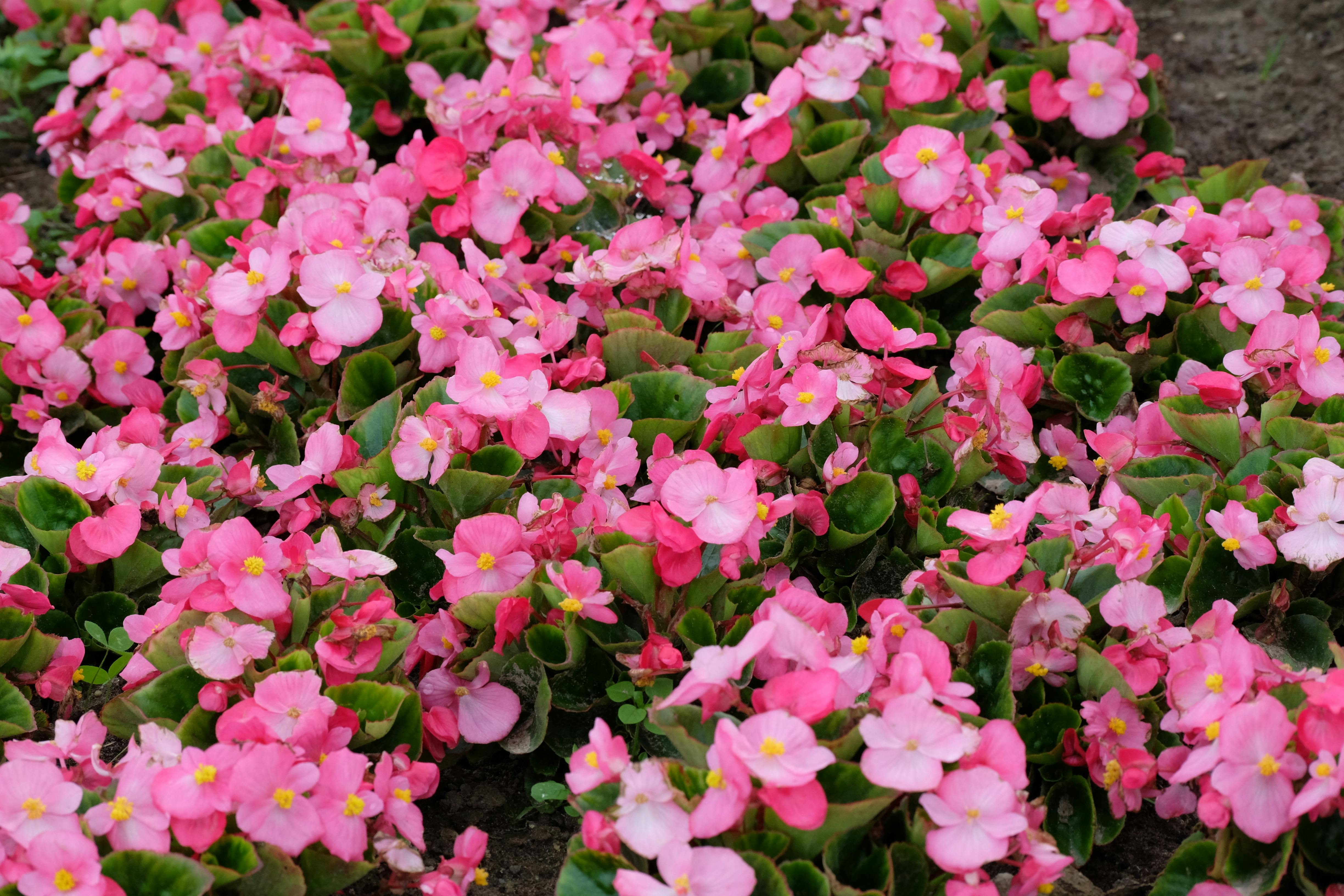 Begonia
