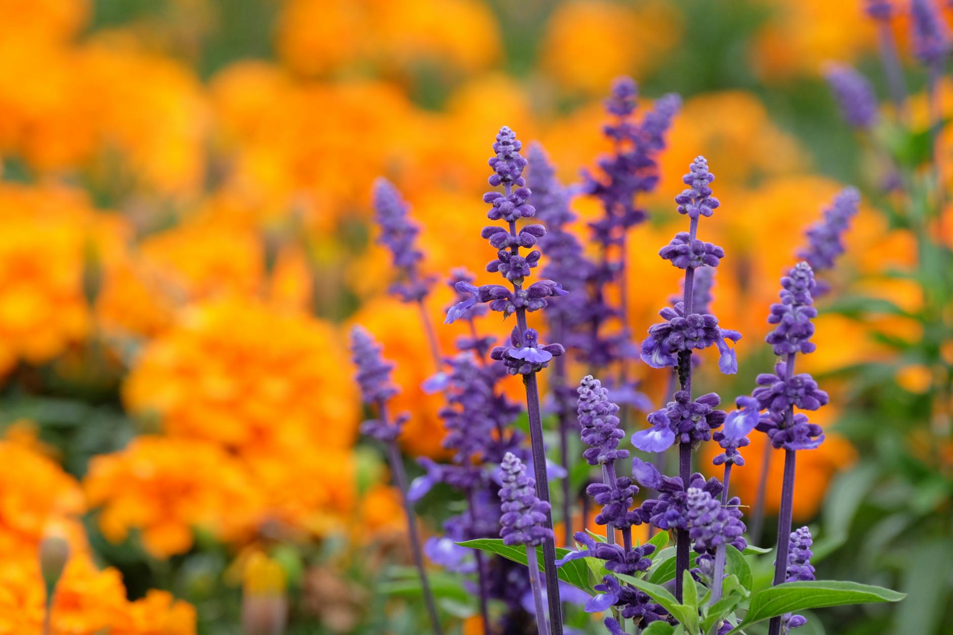 Citronella Lavender Marigolds Balcony Garden