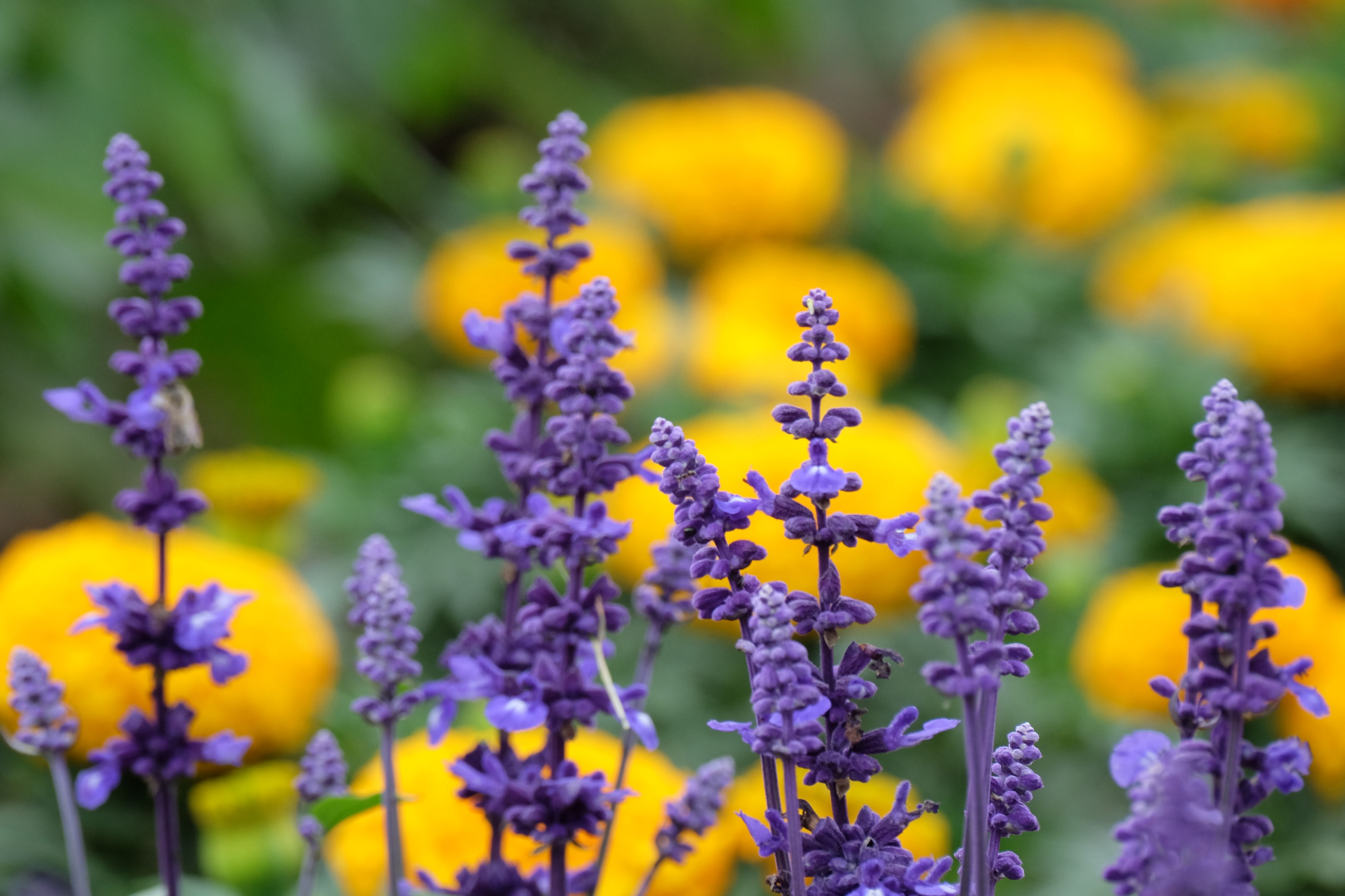 Vibrant Purple and Yellow Floral Garden Close-up · Free Stock Photo