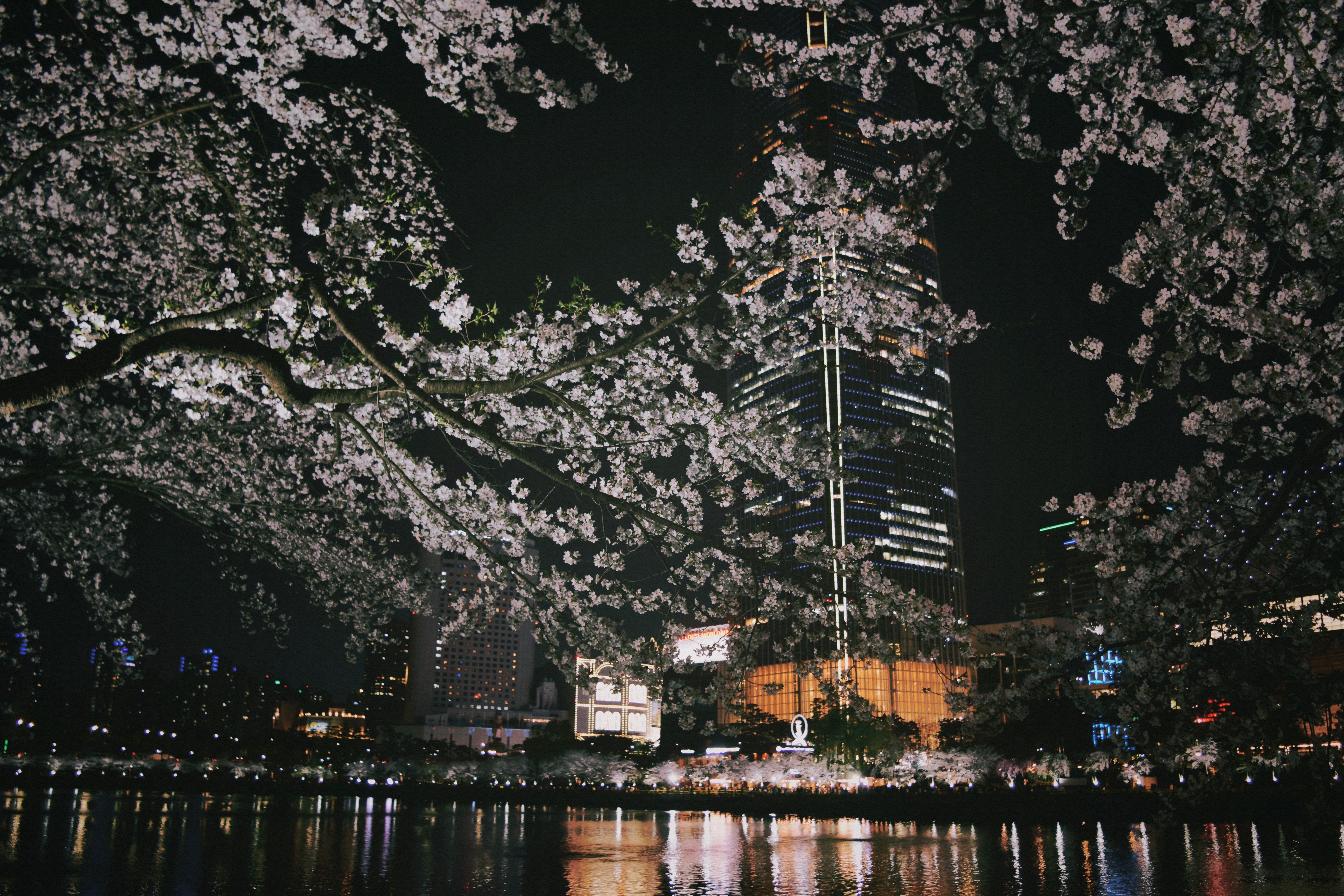 Cherry blossoms frame a modern city skyline at night, creating a captivating urban spring scene.