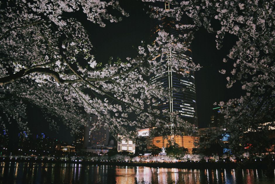 Cherry blossoms frame a modern city skyline at night, creating a captivating urban spring scene.