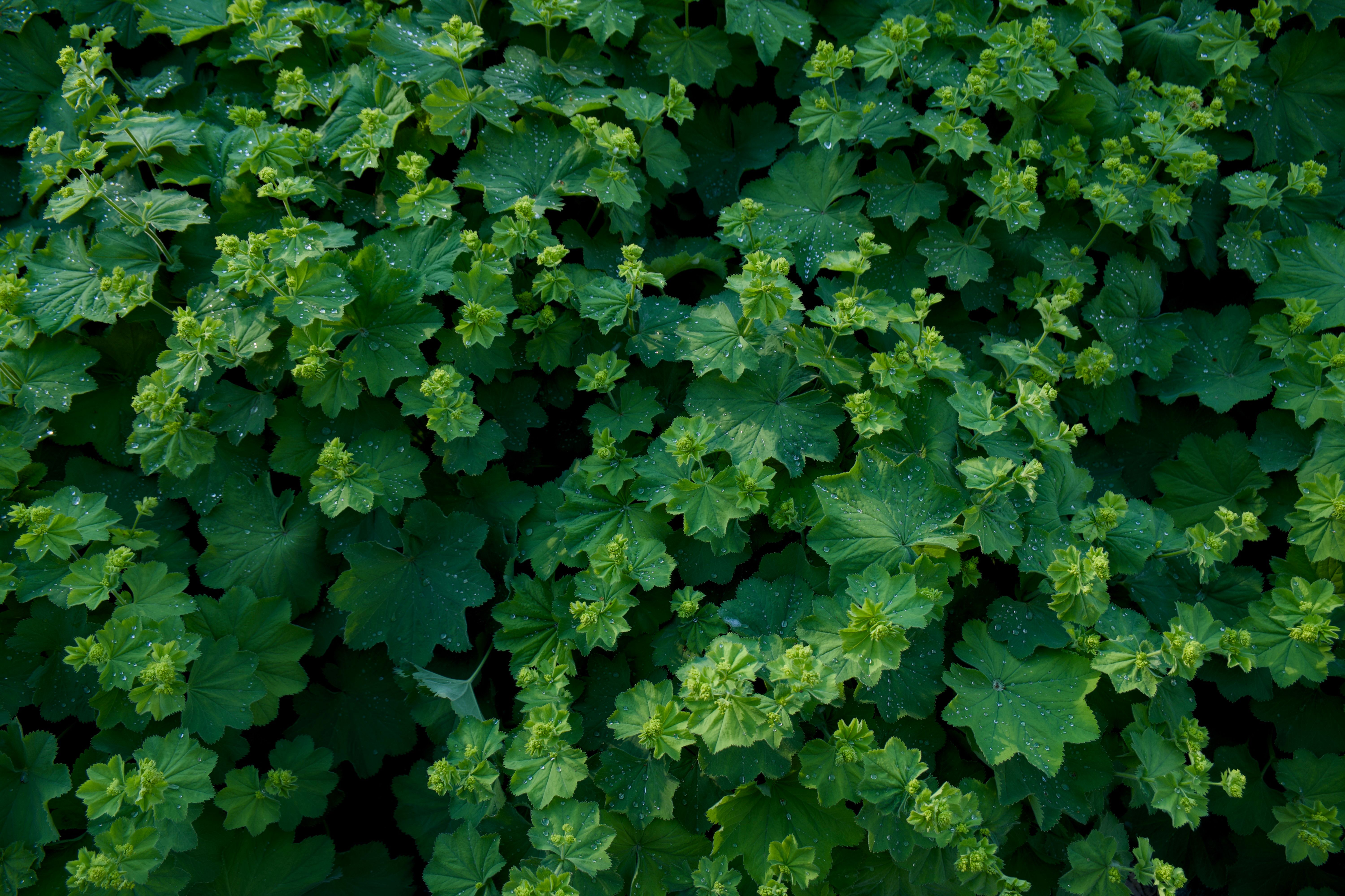 Lady's Mantle Natural Herb