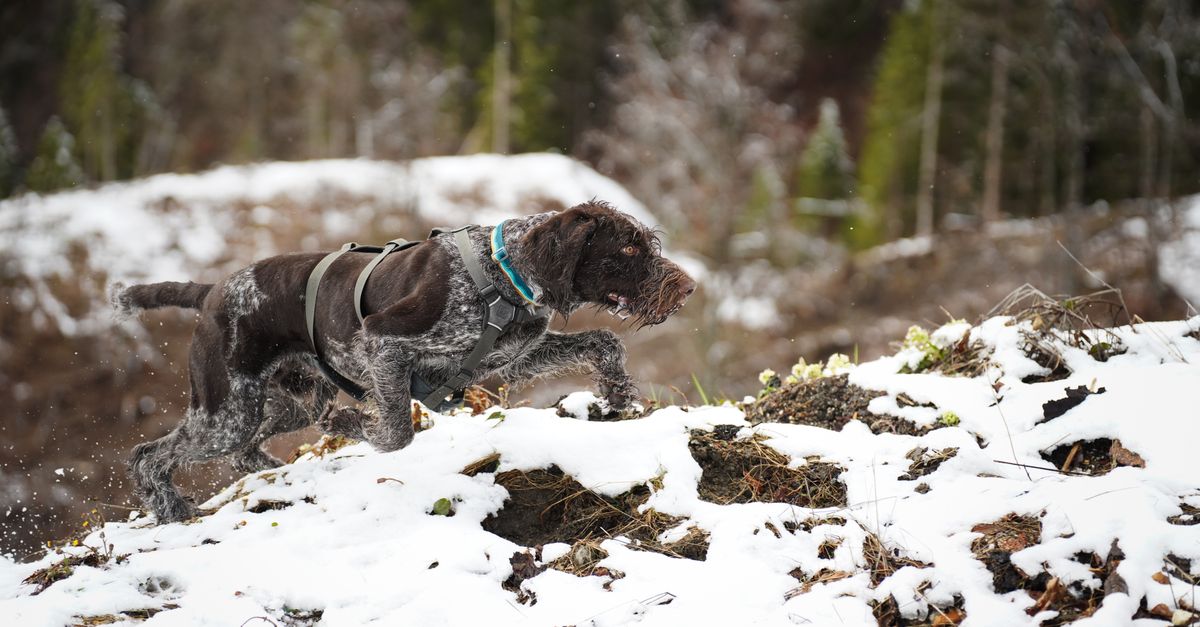 Top Hiking Harnesses for Your Dog: 2024 Expert Picks for Trail Adventures 2
Top Hiking Harnesses for Your Dog