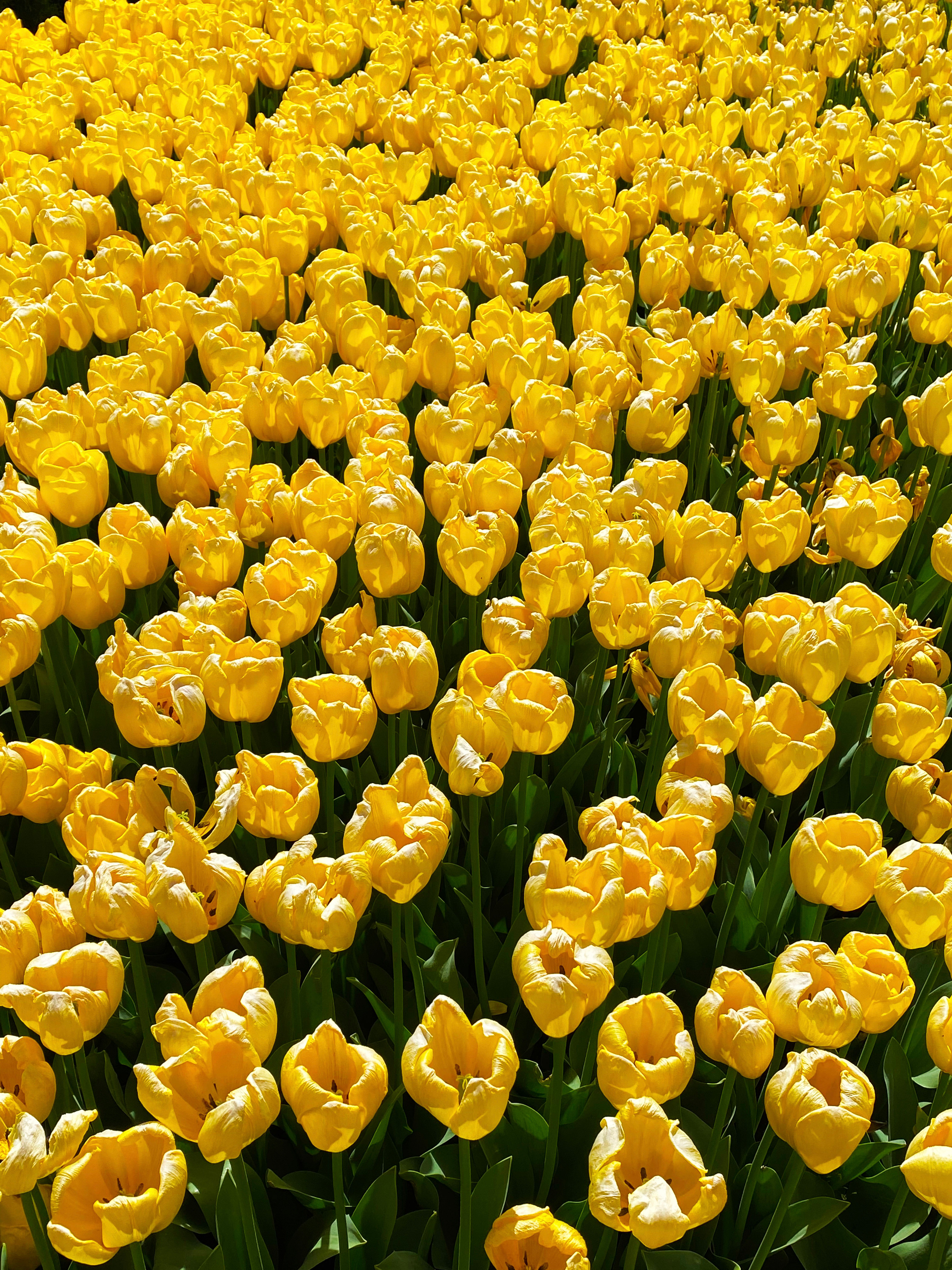 Vibrant Field of Yellow Tulips in Full Bloom · Free Stock Photo