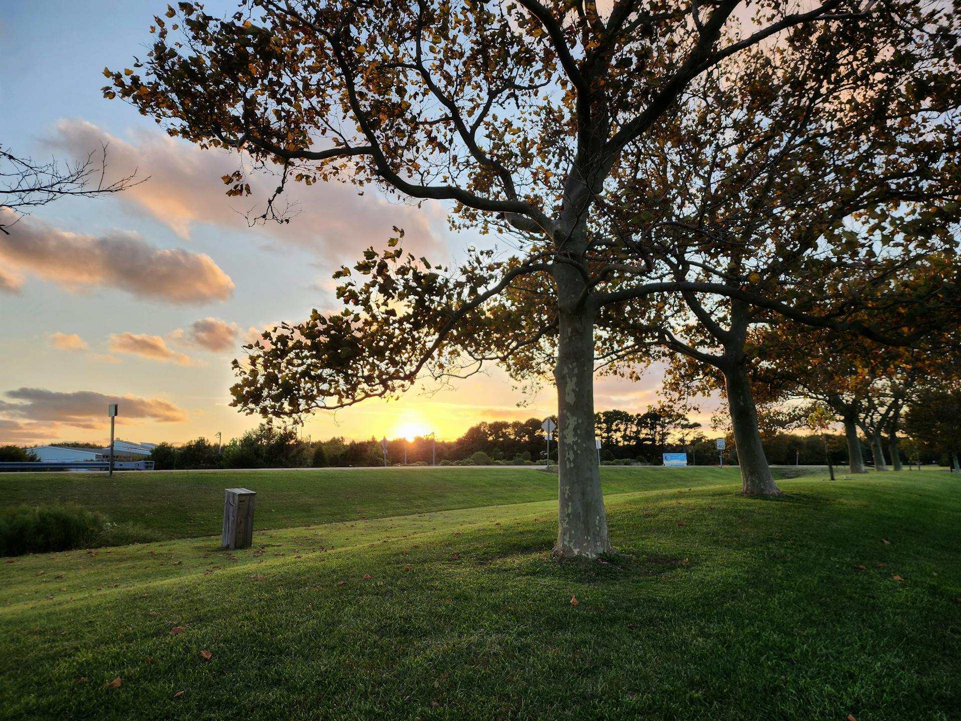 Serene Sunset Through Trees in Berlin, Maryland