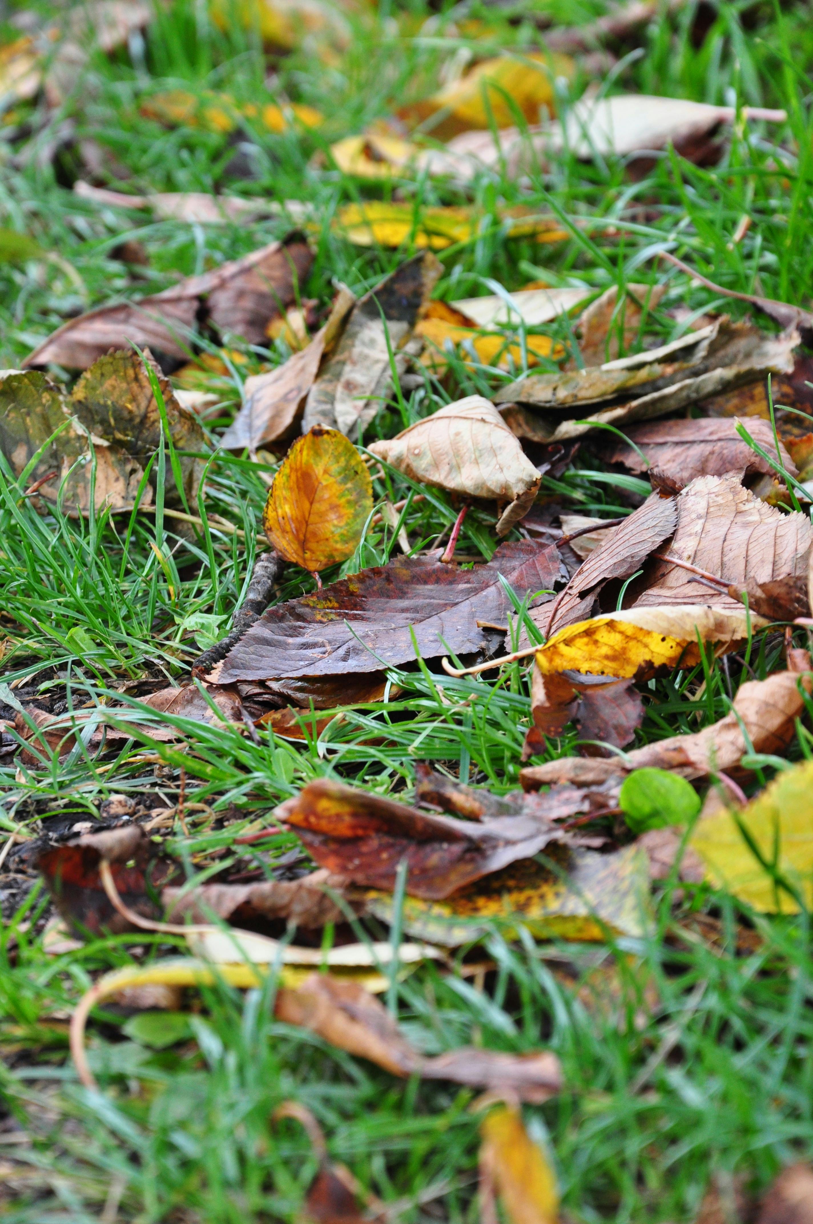 The Secret Science of 'Leave the Leaves': New Data on Your Yard