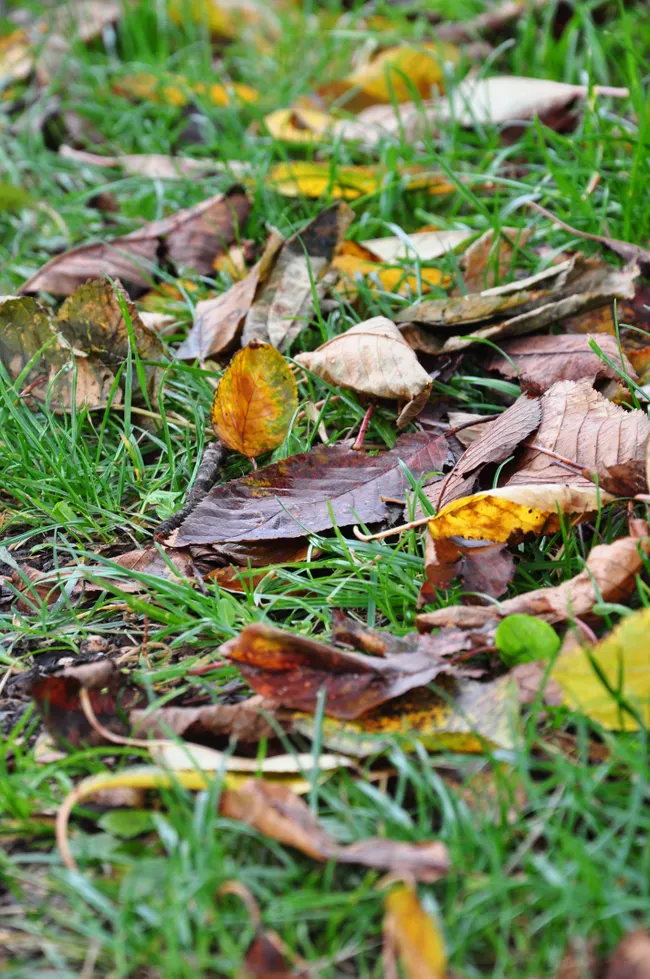 The Secret Science of 'Leave the Leaves': New Data on Your Yard