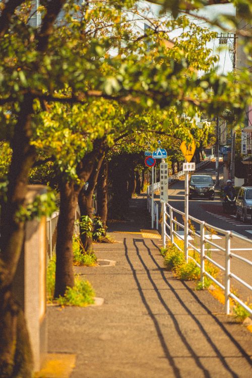 Free Beautiful tree-lined path along a sunny Tokyo street capturing serene summer vibes. Stock Photo