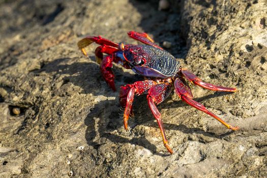 Close-up of a colorful Sally Lightfoot crab sunbathing on rocks in Maspalomas.