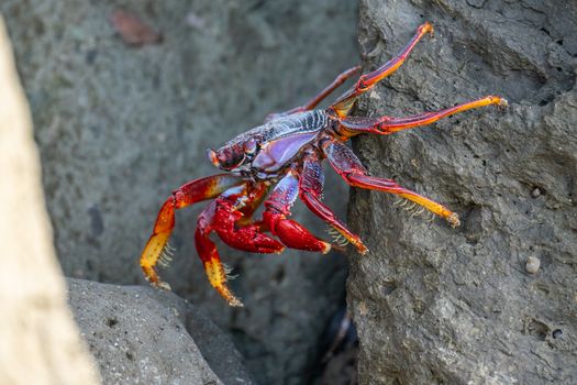 Vibrant crab climbing rocky surface in Maspalomas, Spain.