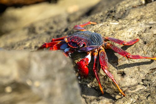 Free Detailed shot of a colorful red crab on rocky terrain in Maspalomas, Spain. Stock Photo