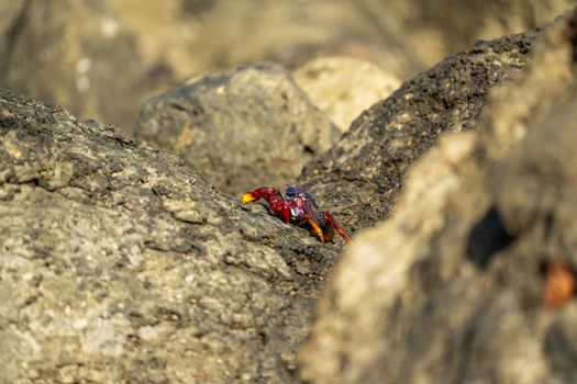 Crimson red crab perched on volcanic rocks in Maspalomas, Spain. Vivid nature close-up.
