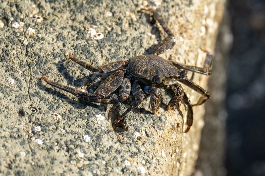 Close-up of a crab crawling on a rocky surface in Maspalomas, showcasing natural textures.
