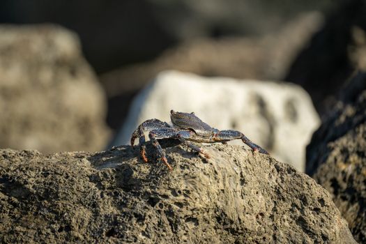 Close-up of a rock crab on a stone in Maspalomas, Spain, showcasing natural textures.