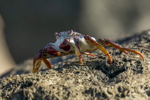 crab photo