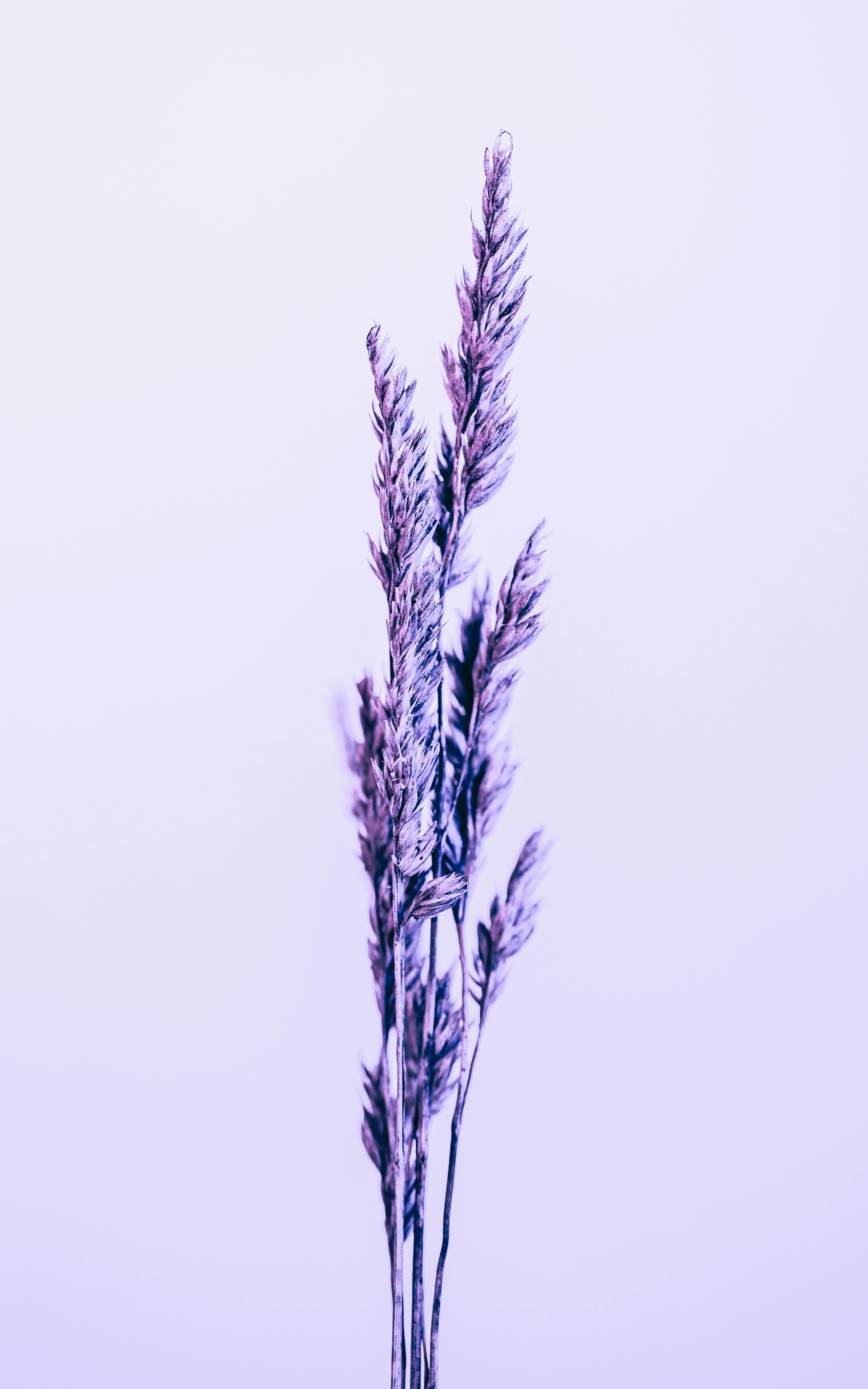 Minimalistic abstract photo of dried wheat stalks against a pastel background, highlighting nature's textures.