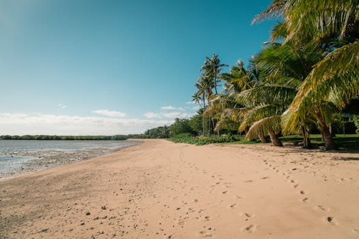 在宁静的沙滩上探索，两旁是郁郁葱葱的棕榈树，明亮的蓝天下海景清晰可见