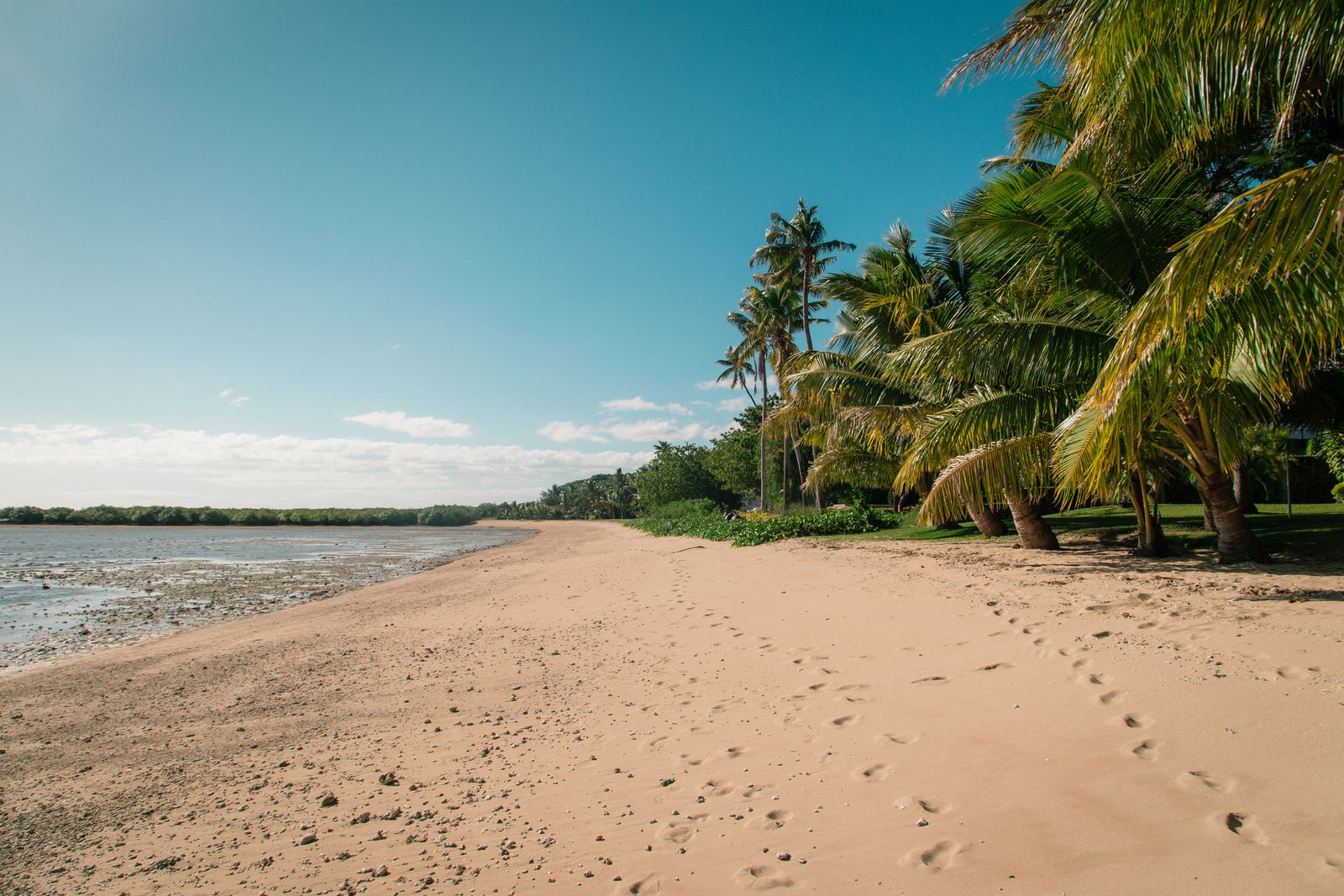 Empty sandy beach lined with palm trees, no crowds