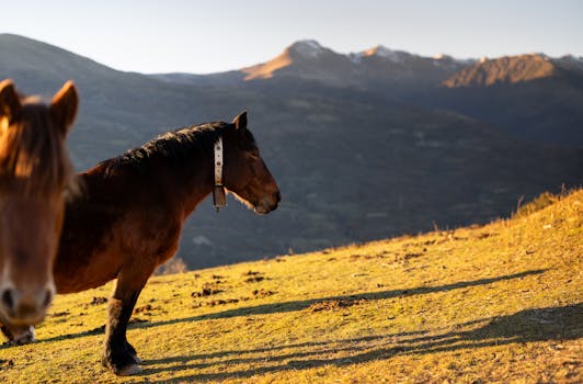 Two horses grazing on a meadow in the Pyrenees with mountains in the background during sunset.
