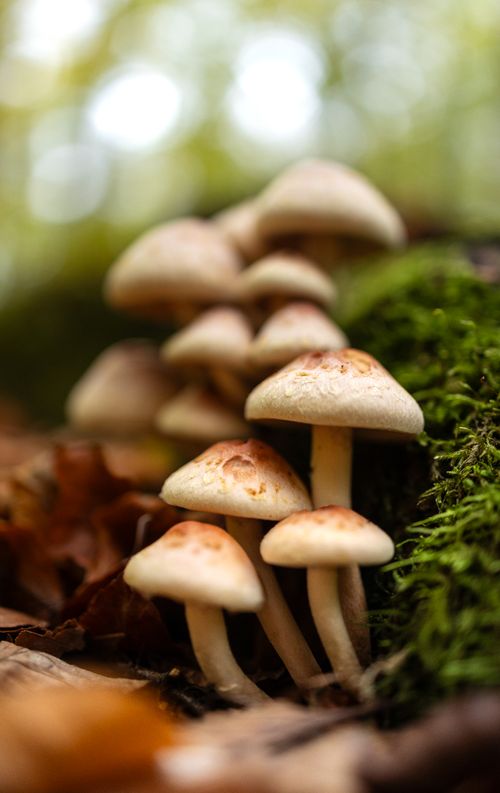 Free Cluster of mushrooms growing in a mossy, autumn forest, capturing nature's magic. Stock Photo